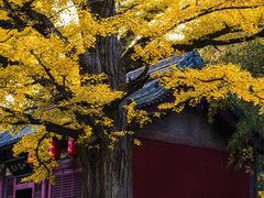 -晋祠公园