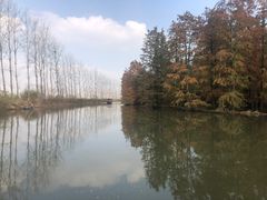 -池杉湖湿地公园