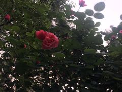 -艾溪湖湿地公园