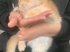 -东方名猫馆·英短金渐层布偶猫舍(环线广场1号楼店)