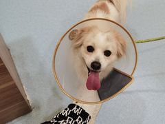 -萌兽医馆·犬猫专科·眼科中心·宠物医院(朝阳门分院)