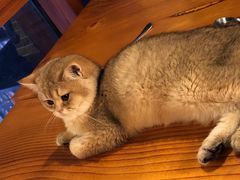 -蓝鲸·缅因猫舍