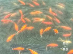 -西湖外事游船(花港观鱼码头)