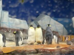 -海合安武汉极地海洋公园