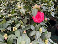 -龙大花卉苗木市场