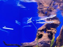 -上海海洋水族馆