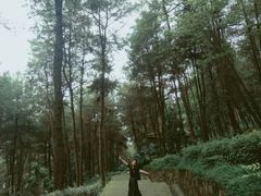 -铁山坪森林公园