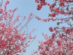 -天适樱花悠乐园