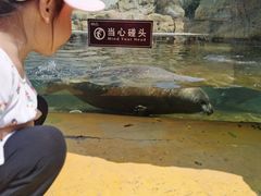 -秦皇岛乐岛海洋王国