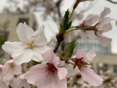 -安徽大学(磬苑校区)