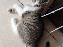 -瑞派福兴宠物医院犬猫全科·骨科·中西医结合(河东店)