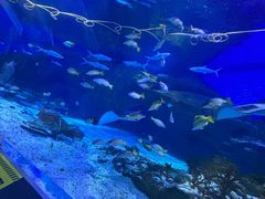 -海合安武汉极地海洋公园