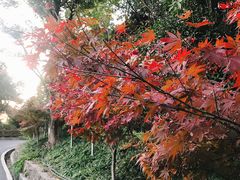 -杭州半山国家森林公园