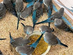 -帕帕拉兹宠物(亚洲旗舰店)