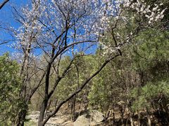 -大觉寺-停车场