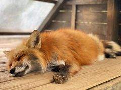 -宫城藏王狐狸村