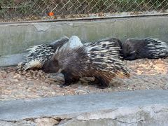 -西霞口神雕山野生动物世界
