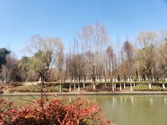 -九科绿洲