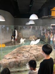 -七巧国萌宠乐园(龙湖天街店)