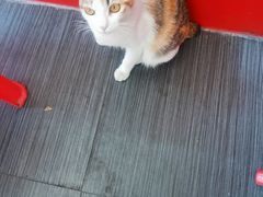 -谢怀亮芝麻茶