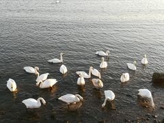 -烟墩角天鹅湖