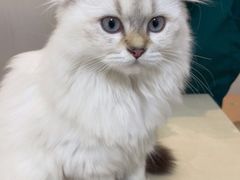 -瑞派康怡24h宠物医院·犬猫医疗中心·微创绝育(瑞景分院)
