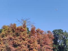 -荔湾湖公园