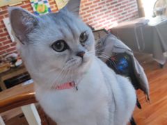 -猫小院猫主题餐厅(南锣旗舰店)