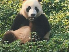 -都江堰中华大熊猫苑