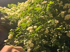 -阊门姚记豆浆(旧学前直营店)