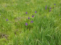 android_upload_pic-腾冲北海湿地