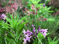 -三圣花乡旅游区