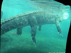 -悉尼海洋生物水族馆