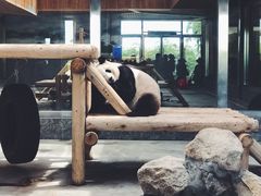 -西安秦岭野生动物园