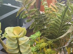 -阿斯牛牛·凉山菜(新会展店)