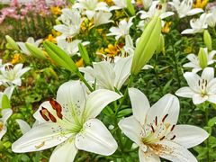 -石家庄市植物园