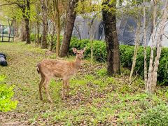-不觉晓CAMPING(上海迪士尼营地店)
