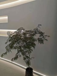 -紫琪尔·胸部养护护理