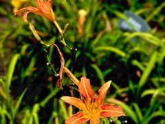 -北京植物园-展览温室