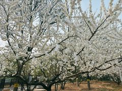 -永定河休闲森林公园