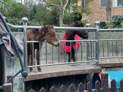 -上海崇明金茂凯悦酒店