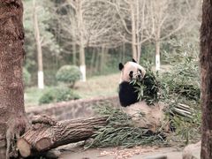 -都江堰中华大熊猫苑