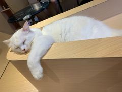 -瞄一喵猫咖(格力海岸店)