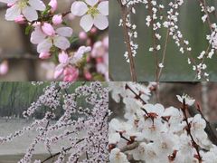 -桃花堤公园