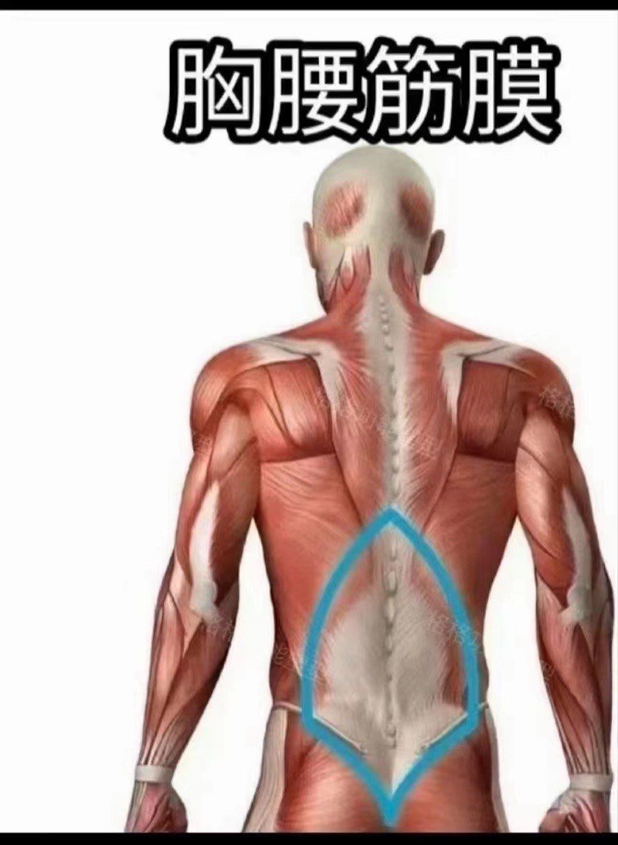 👉 #长期不运动或者不科学的运动
👉 会导致筋膜出现老化,老化