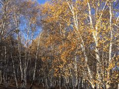 iphone_upload_pic-乌兰布统景区-白桦林