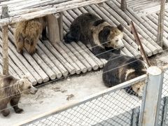 -青藏高原野生动物园