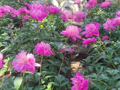 -上海鲜花港