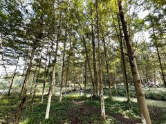 -桤木河湿地公园