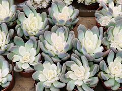 -龙大花卉苗木市场